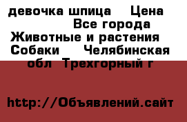 девочка шпица  › Цена ­ 40 000 - Все города Животные и растения » Собаки   . Челябинская обл.,Трехгорный г.